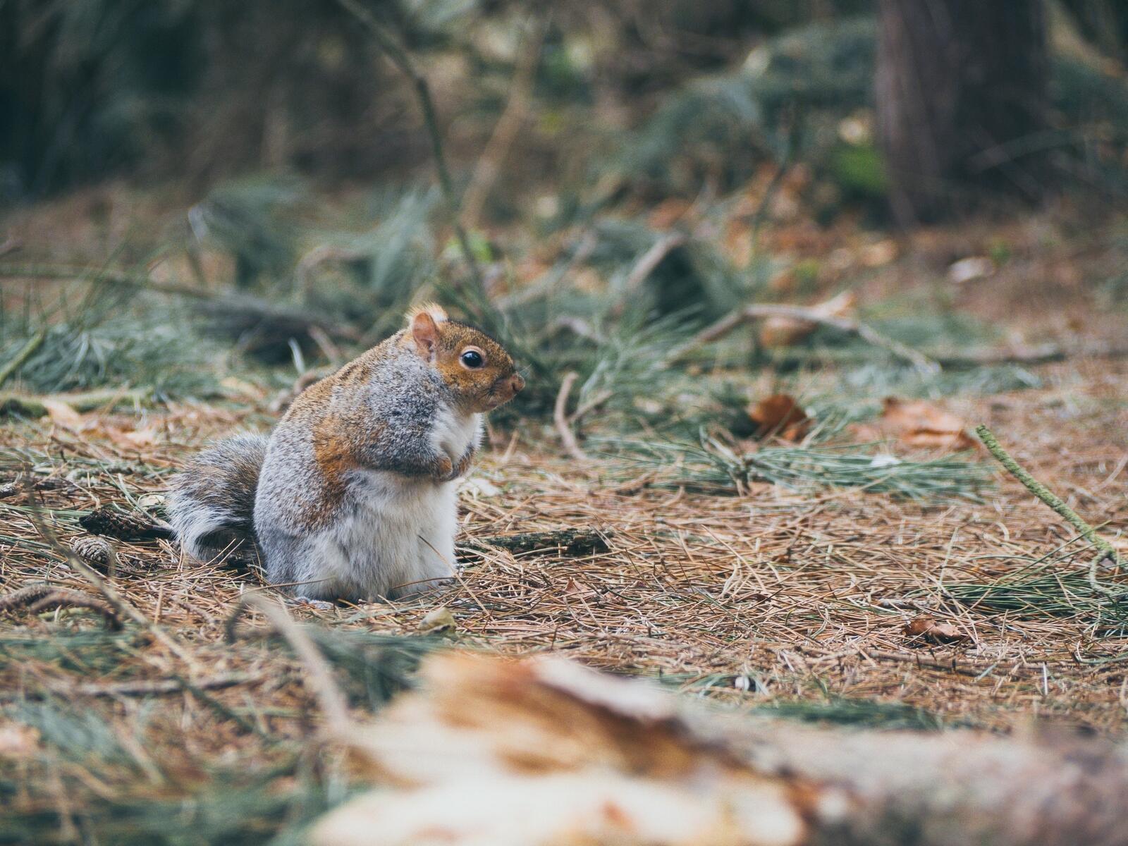 Free photo The fat squirrel sits with his feet tucked up