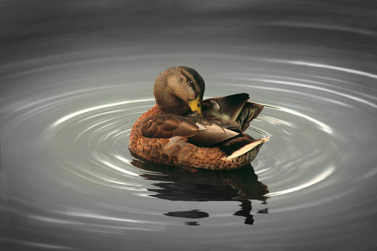A duck washes its plumage floating on the water.