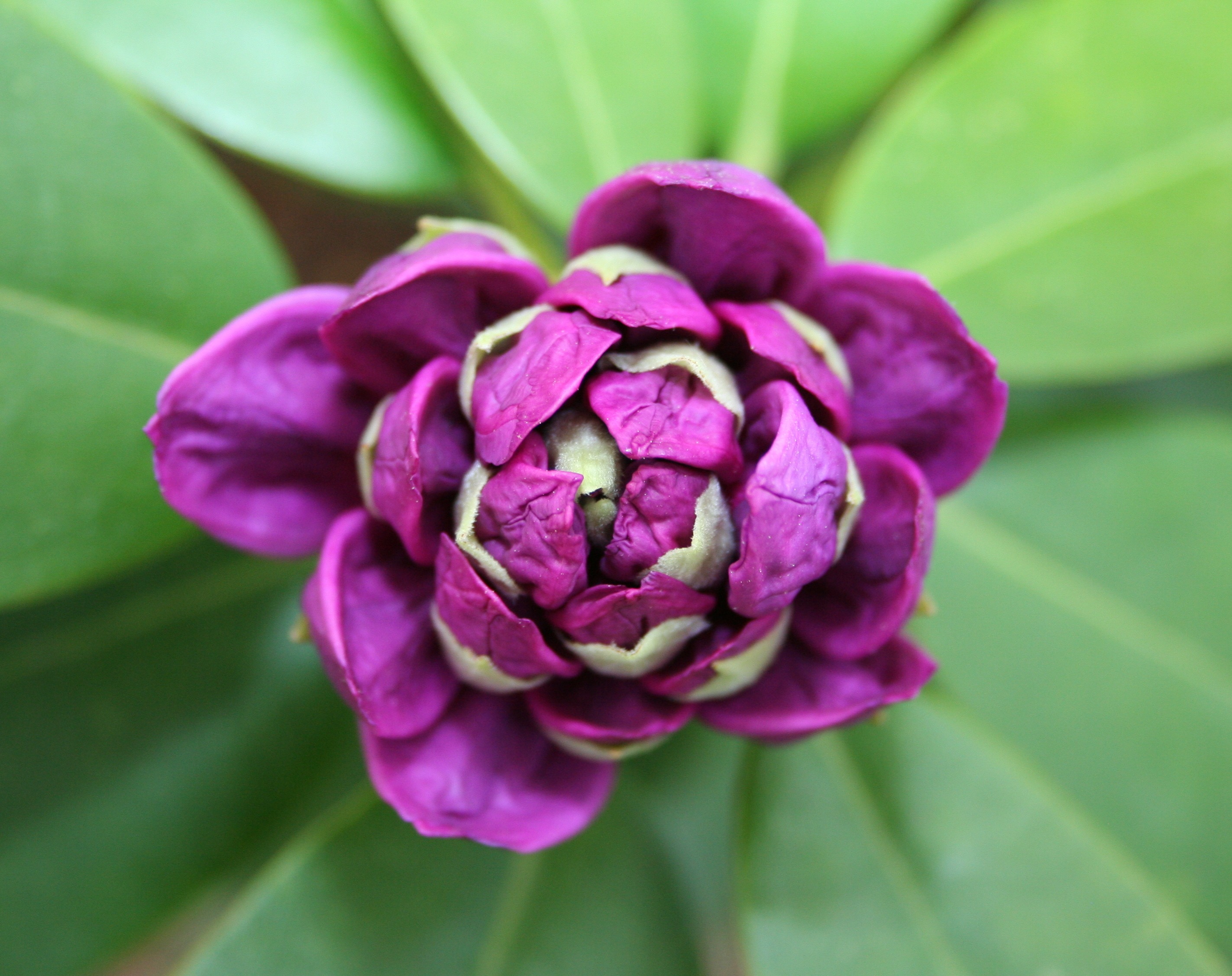 Цветок с фиолетовыми и зелеными лепестками