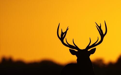 Silhouette of an antlered deer