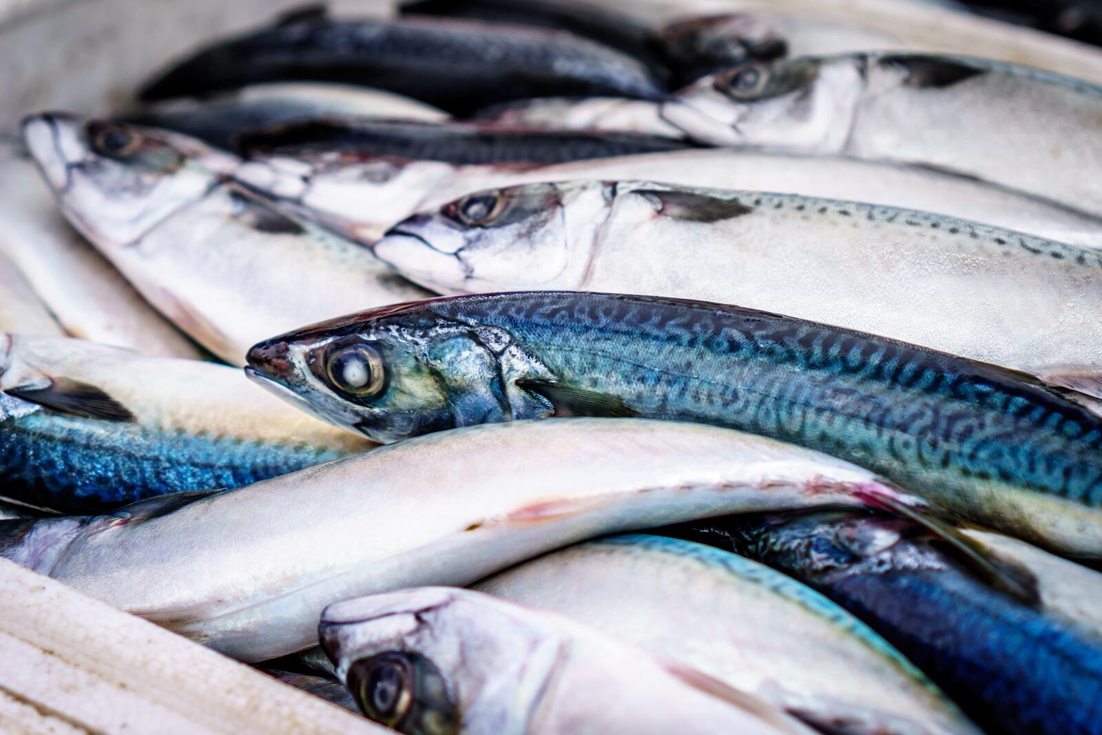 Обои еда рыбная ловля морепродукты на рабочий стол