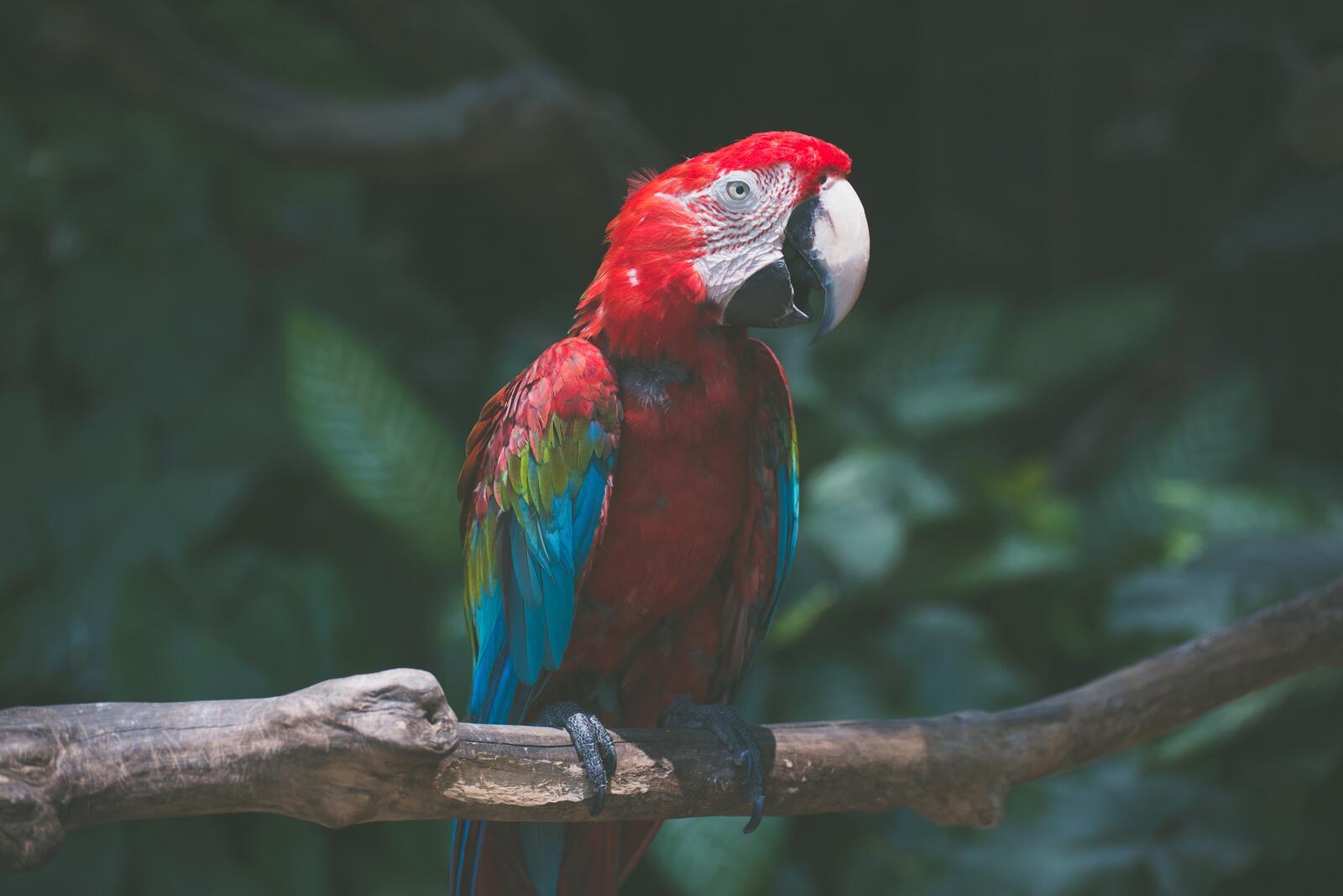 Parrot with red feathers