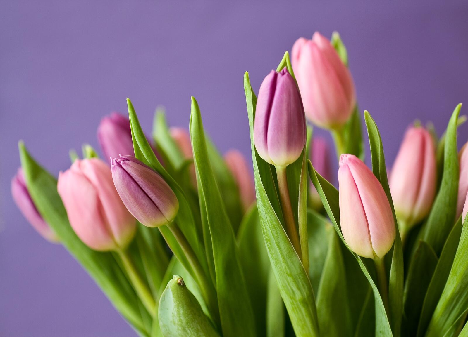 Free photo A bouquet of pink tulips