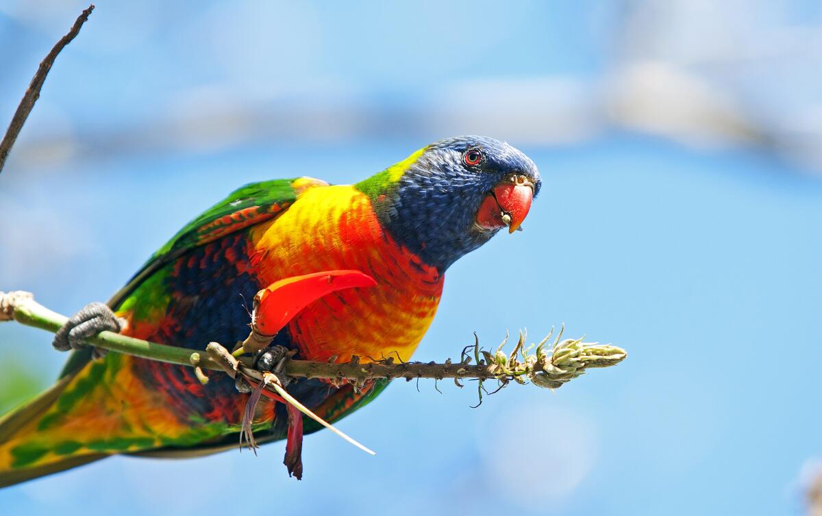 Красочный попугай радужный лорикет сидит на ветке