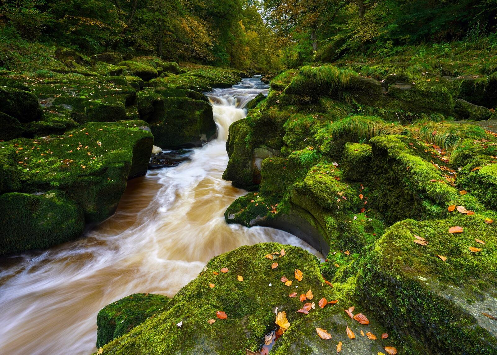 Бесплатное фото Зеленый мох на камнях у реки с сильным течением