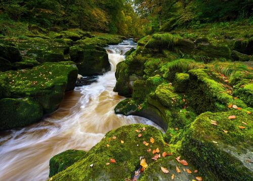 Зеленый мох на камнях у реки с сильным течением