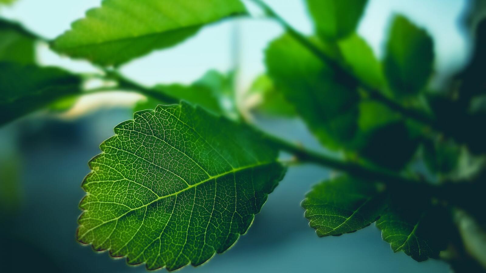 Бесплатное фото Зеленые березовые листики на ветке