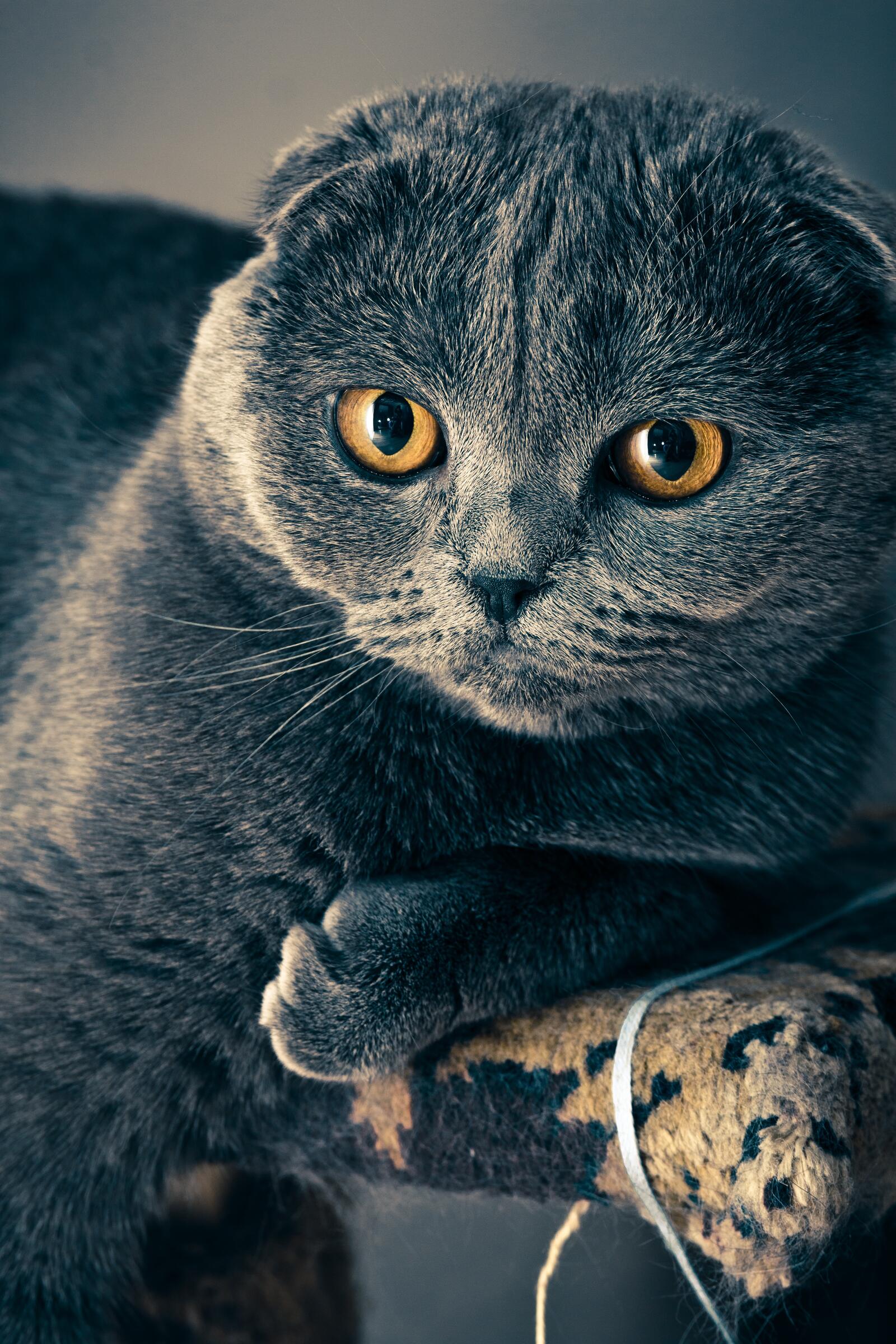 Бесплатное фото Серая британская короткошерстная кошка