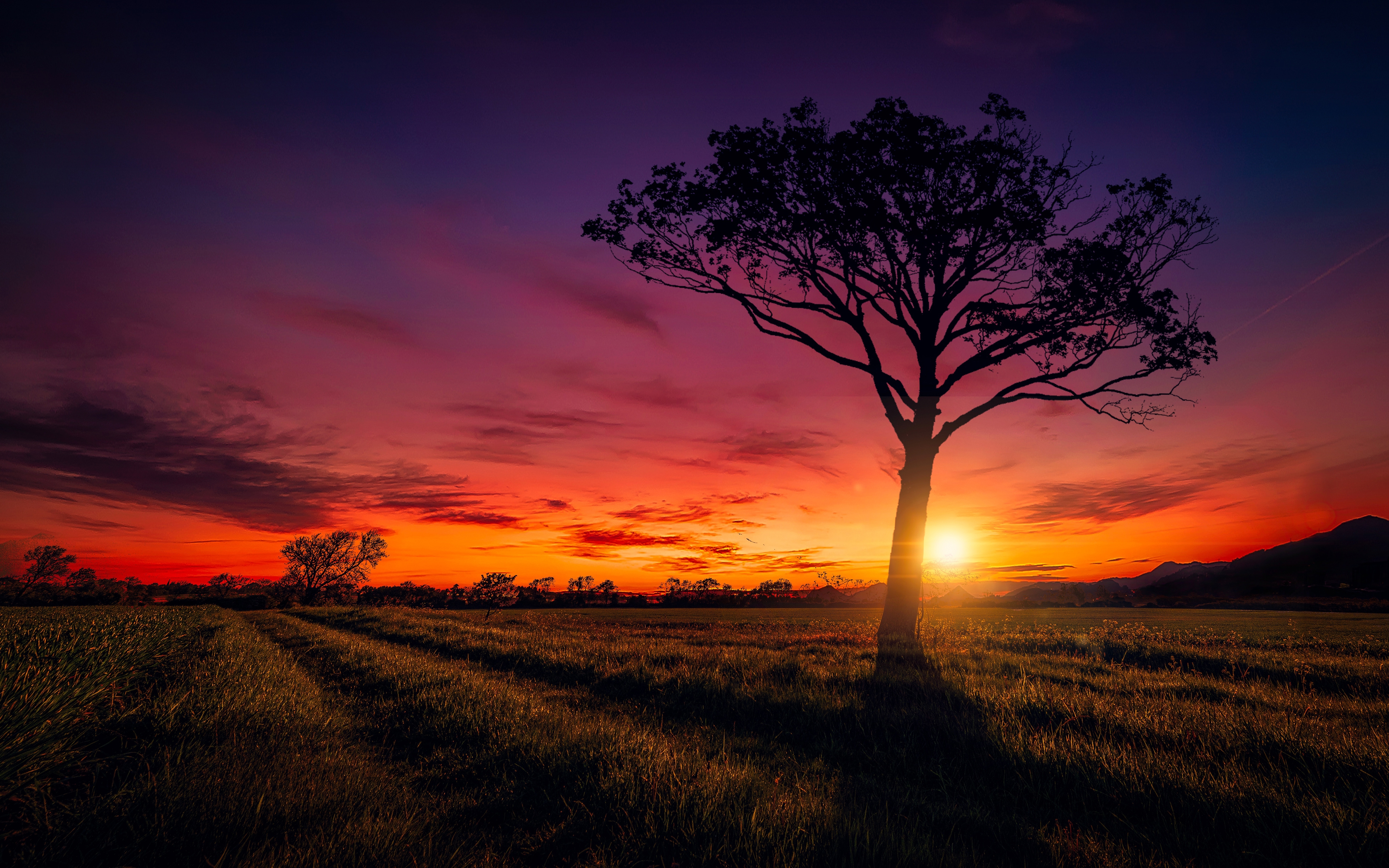 Free photo The silhouette of a lone tree in a large field at sunset