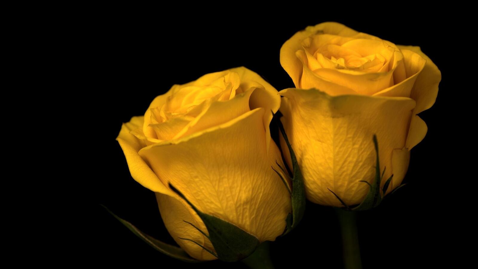 免费照片黑色背景上的两朵黄玫瑰