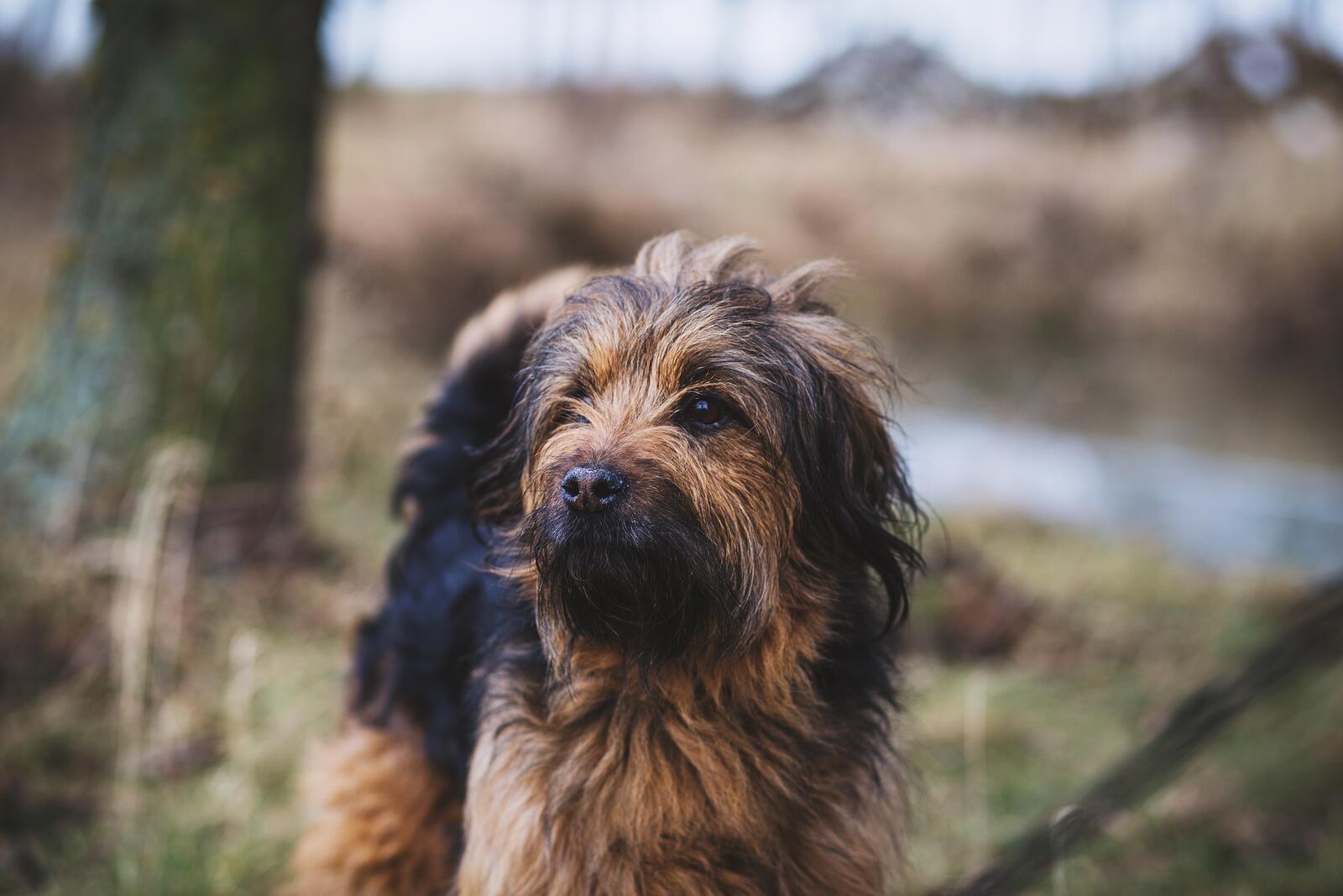 Free photo Black and Red Glen of Imaal Terrier