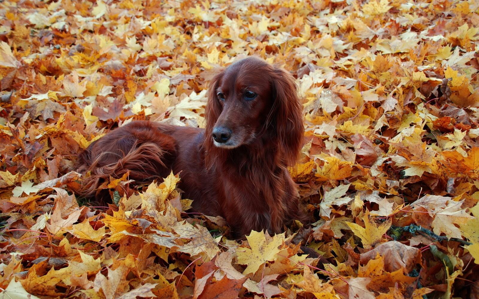 Free photo A dog on fall leaves