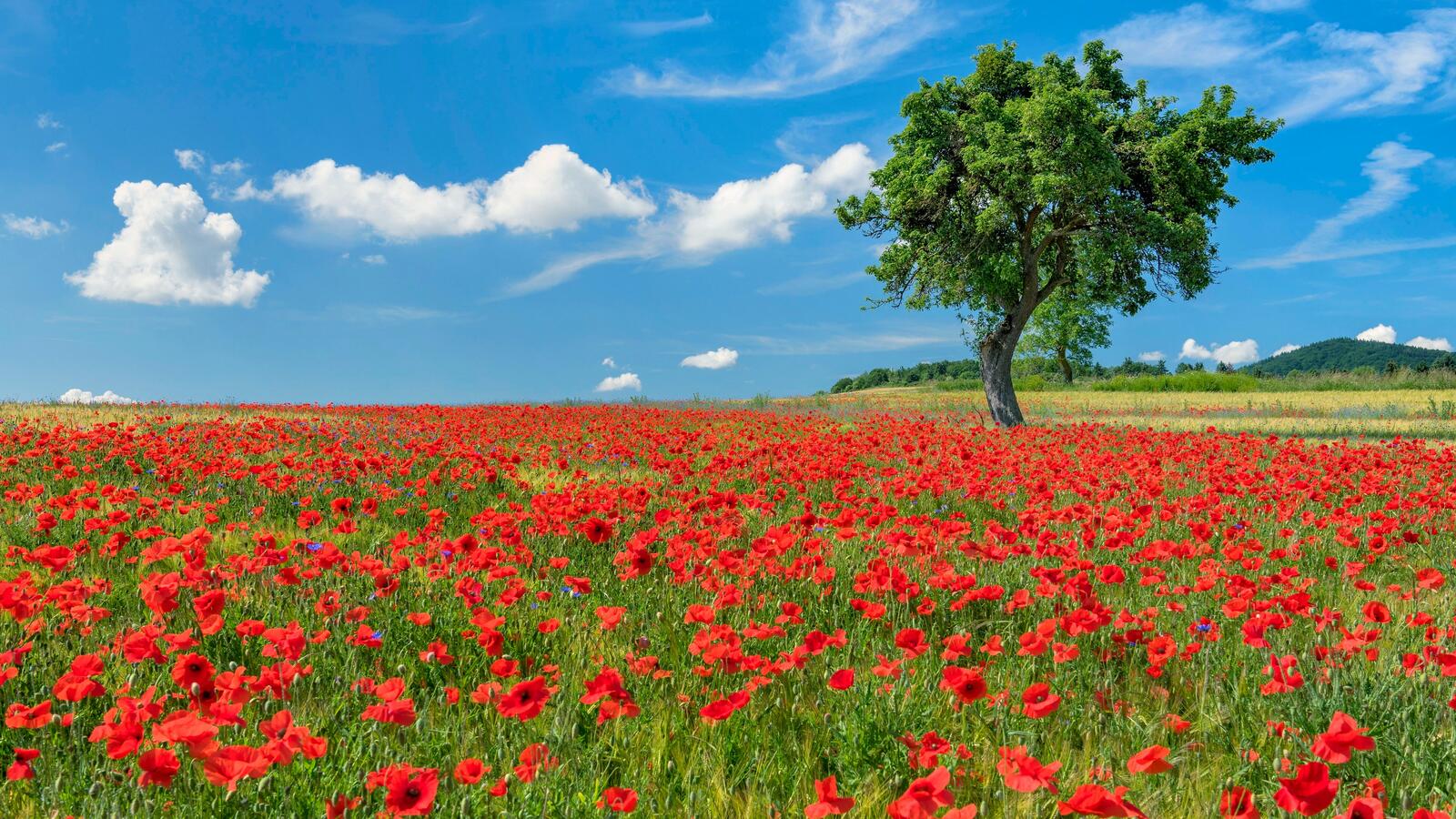 Free photo Field with poppies