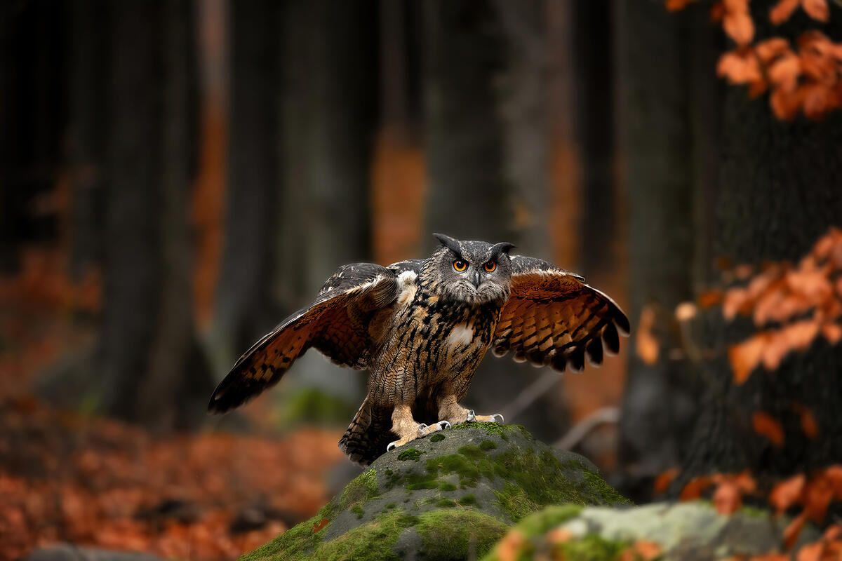 A beautiful owl spreading its wings sitting on a rock