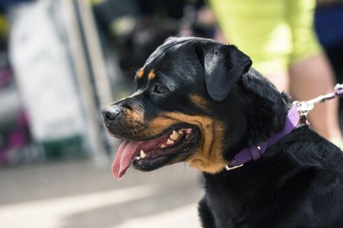 A Rottweiler with an extended tongue