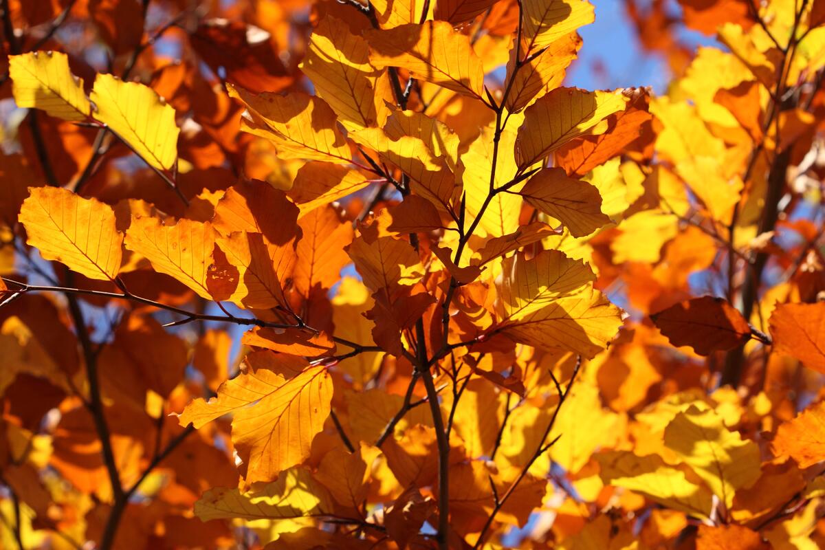 Осенние желтые листья лиственного дерева