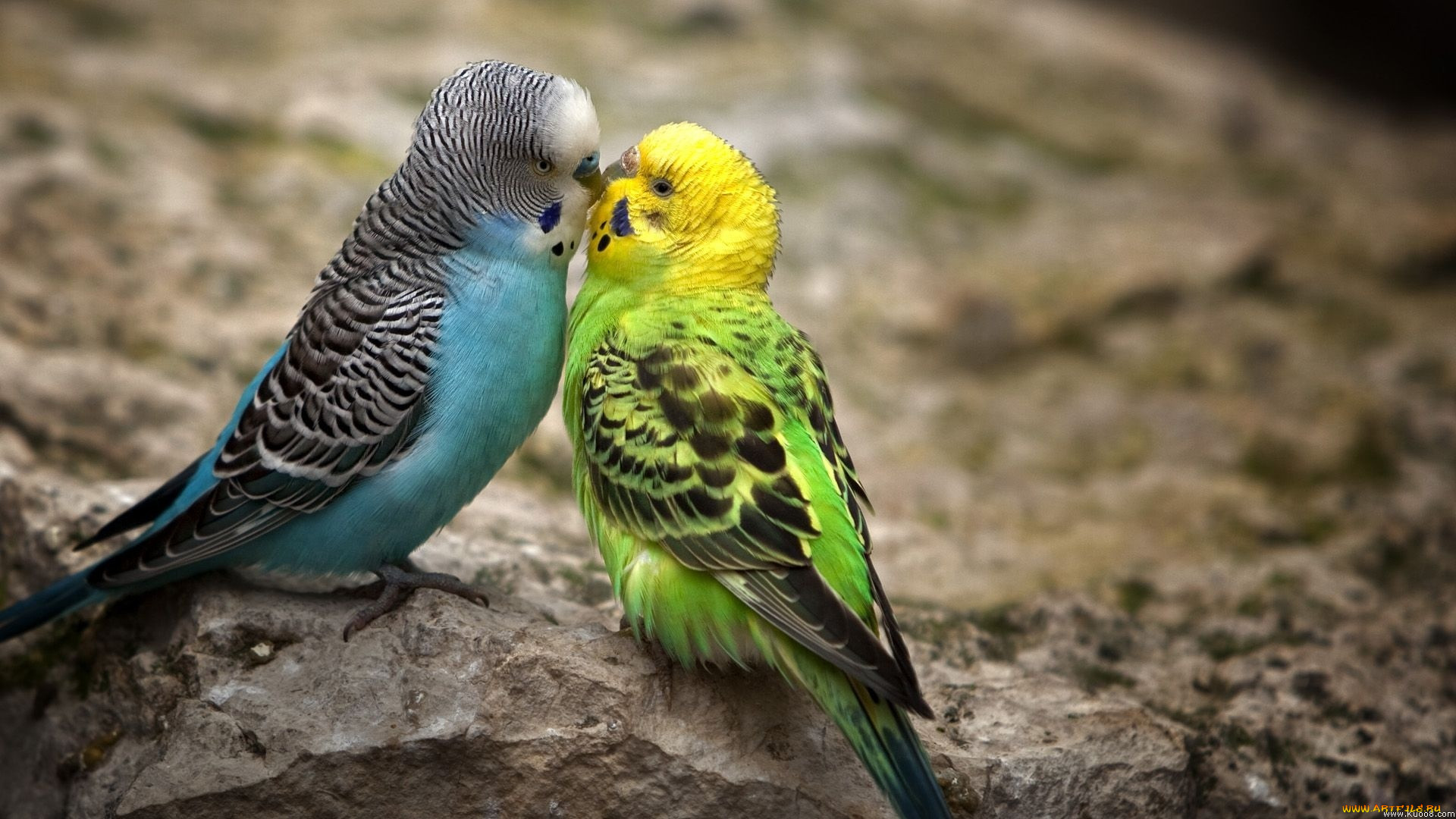 Two wavy parrots kissing