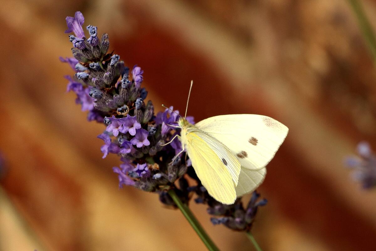 A butterfly of pale yellow color sits on a flower