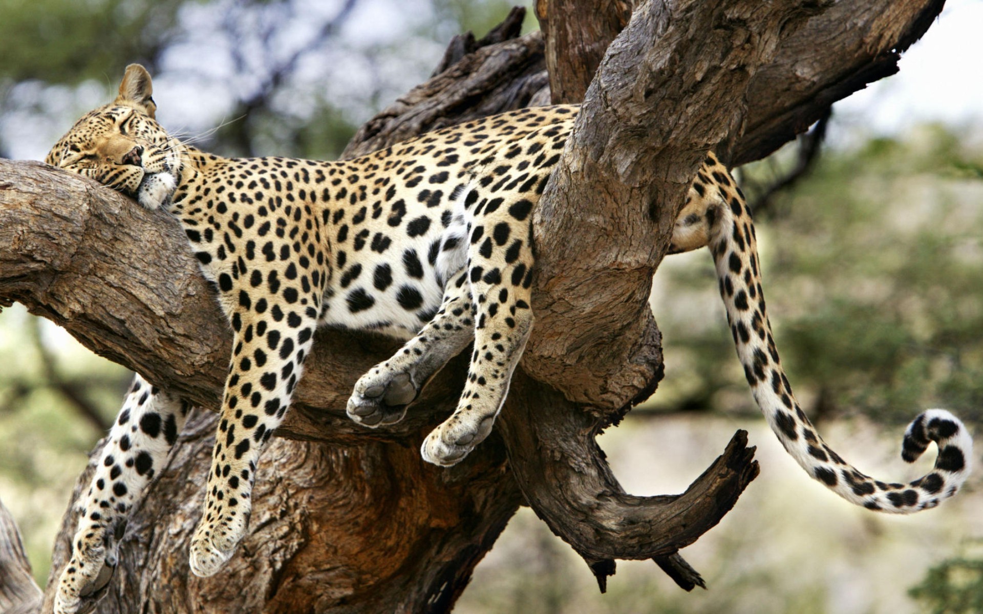 一只睡在树上的豹子