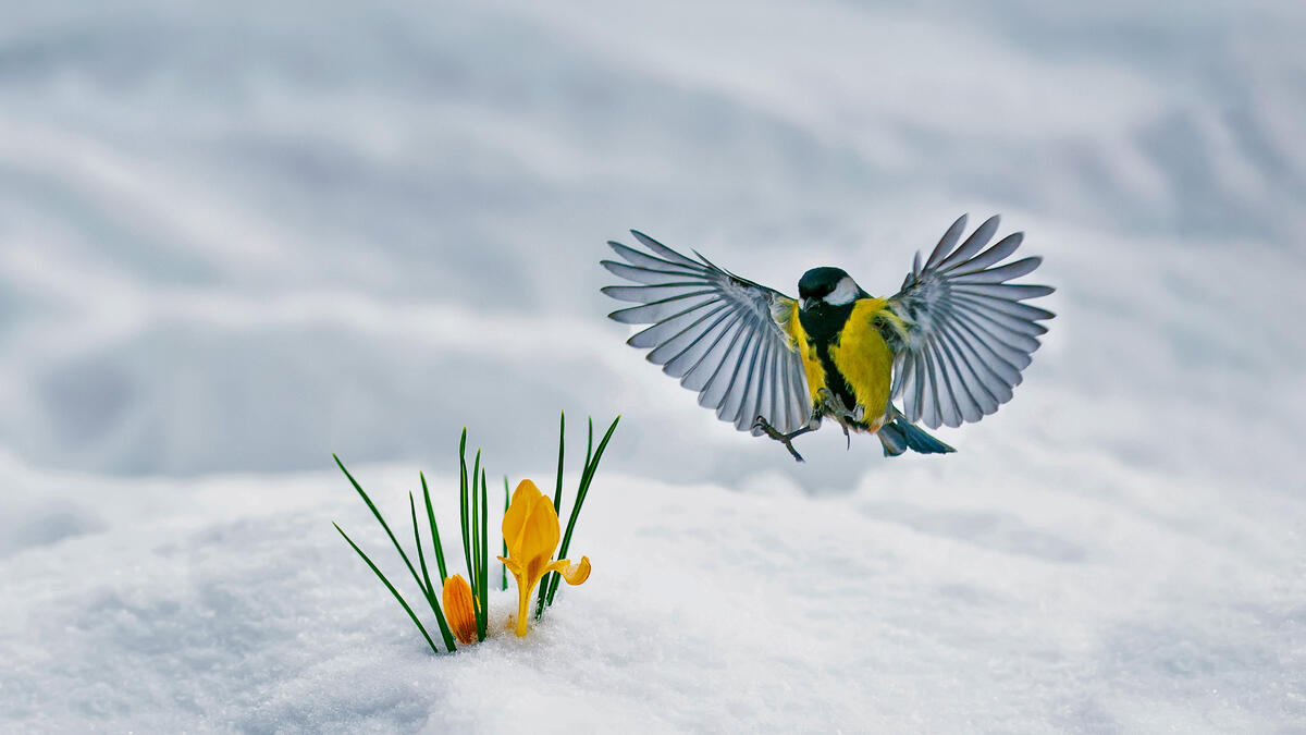 Синица летит к цветку торчащему из снега