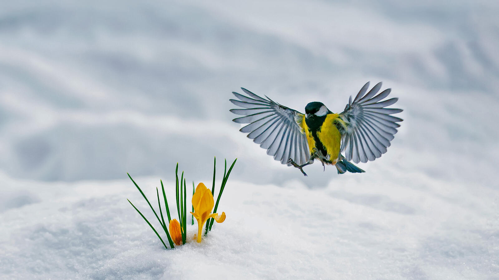 免费照片一只山雀飞向一朵伸出雪地的花朵。