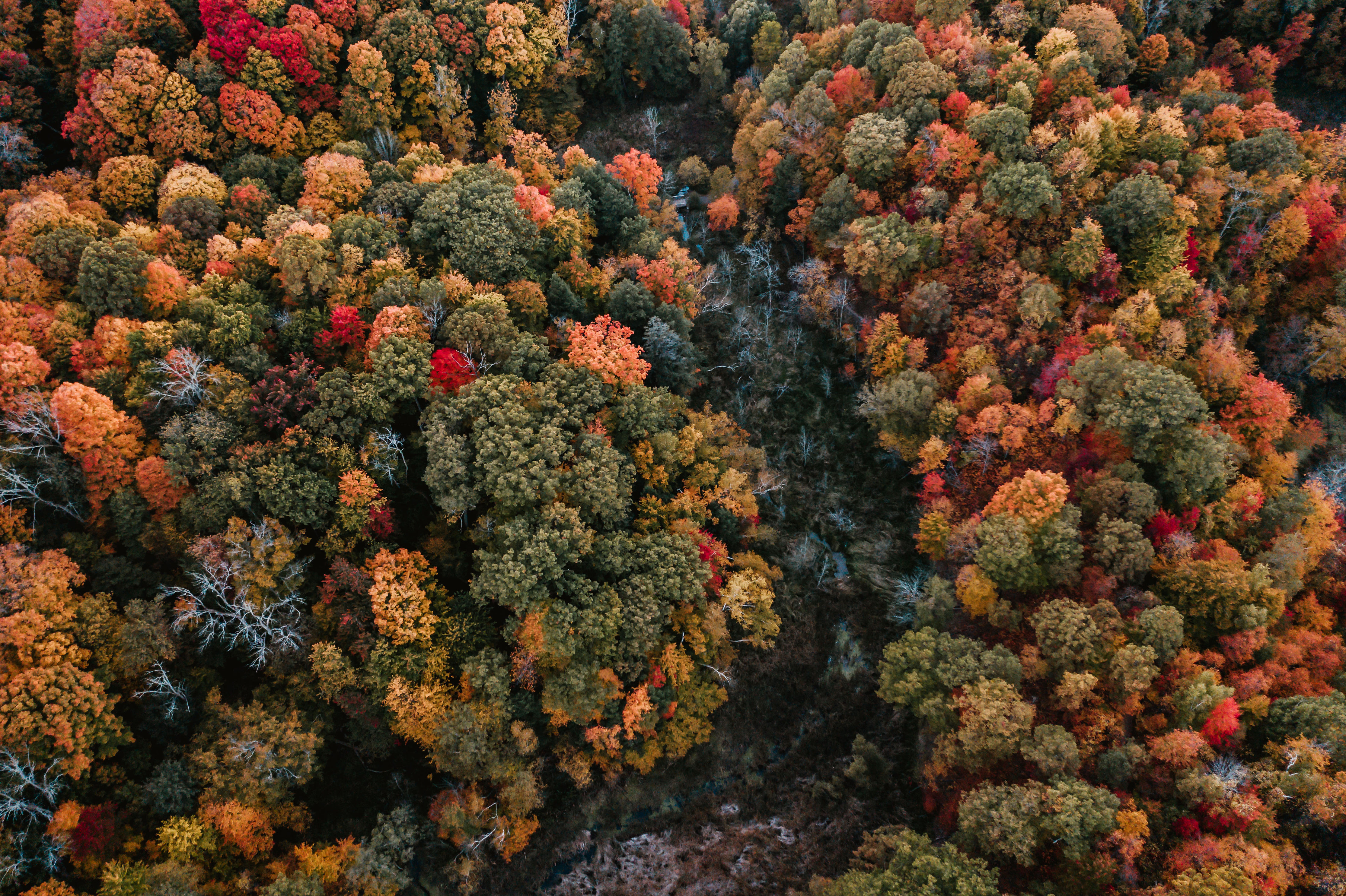 桌面上的壁纸森林 秋季 色素