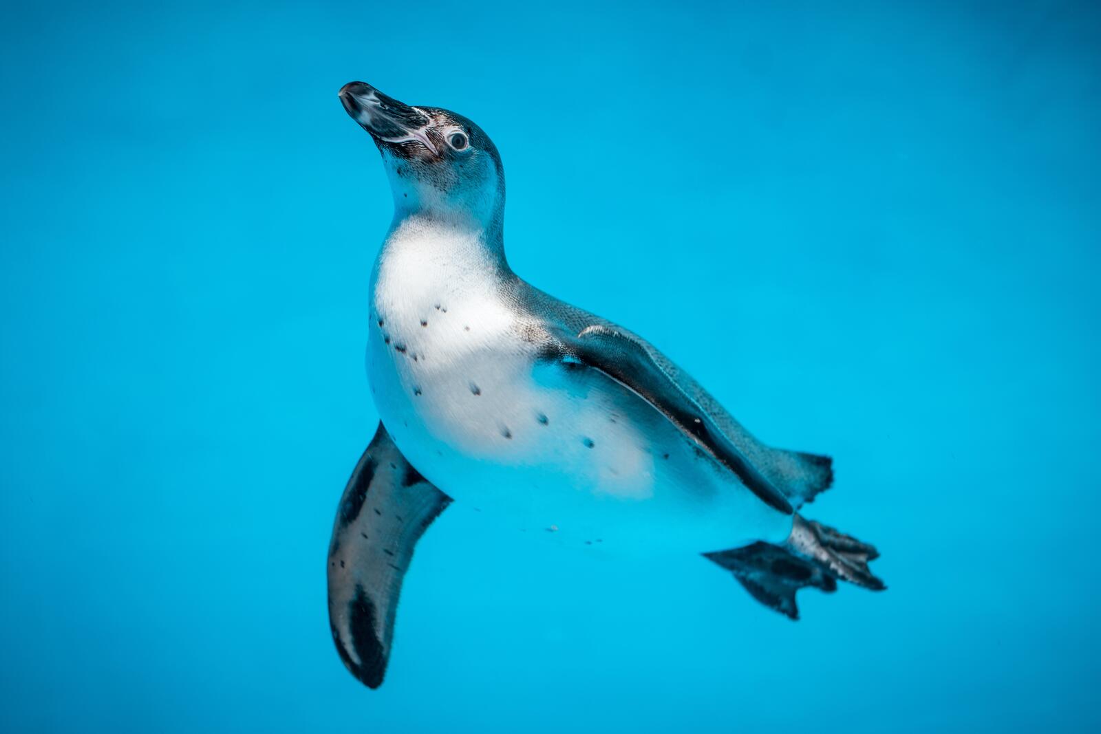 Free photo Penguin swimming underwater