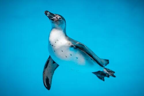 Penguin swimming underwater