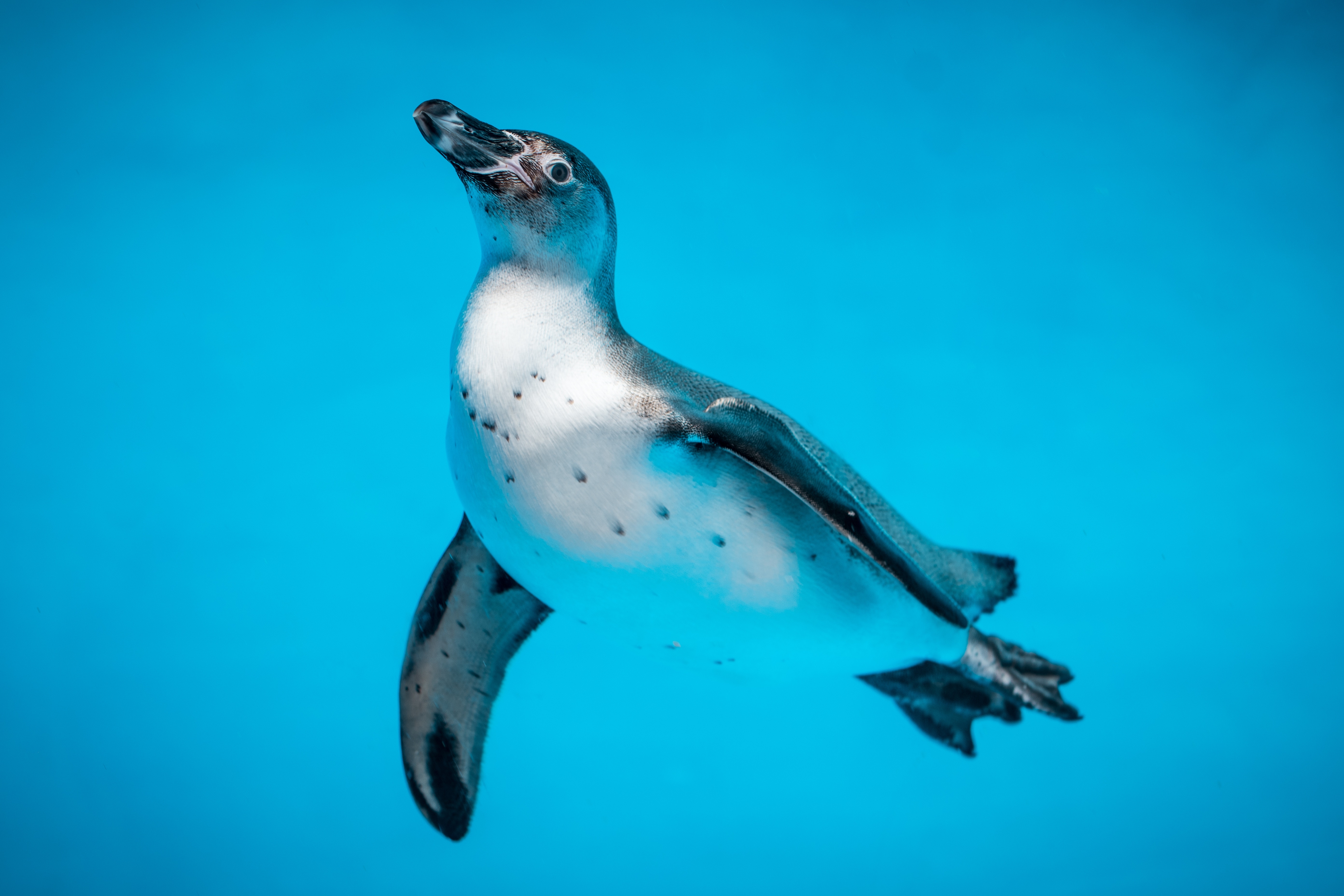 Фото бесплатно обои пингвин, плавание, подводный