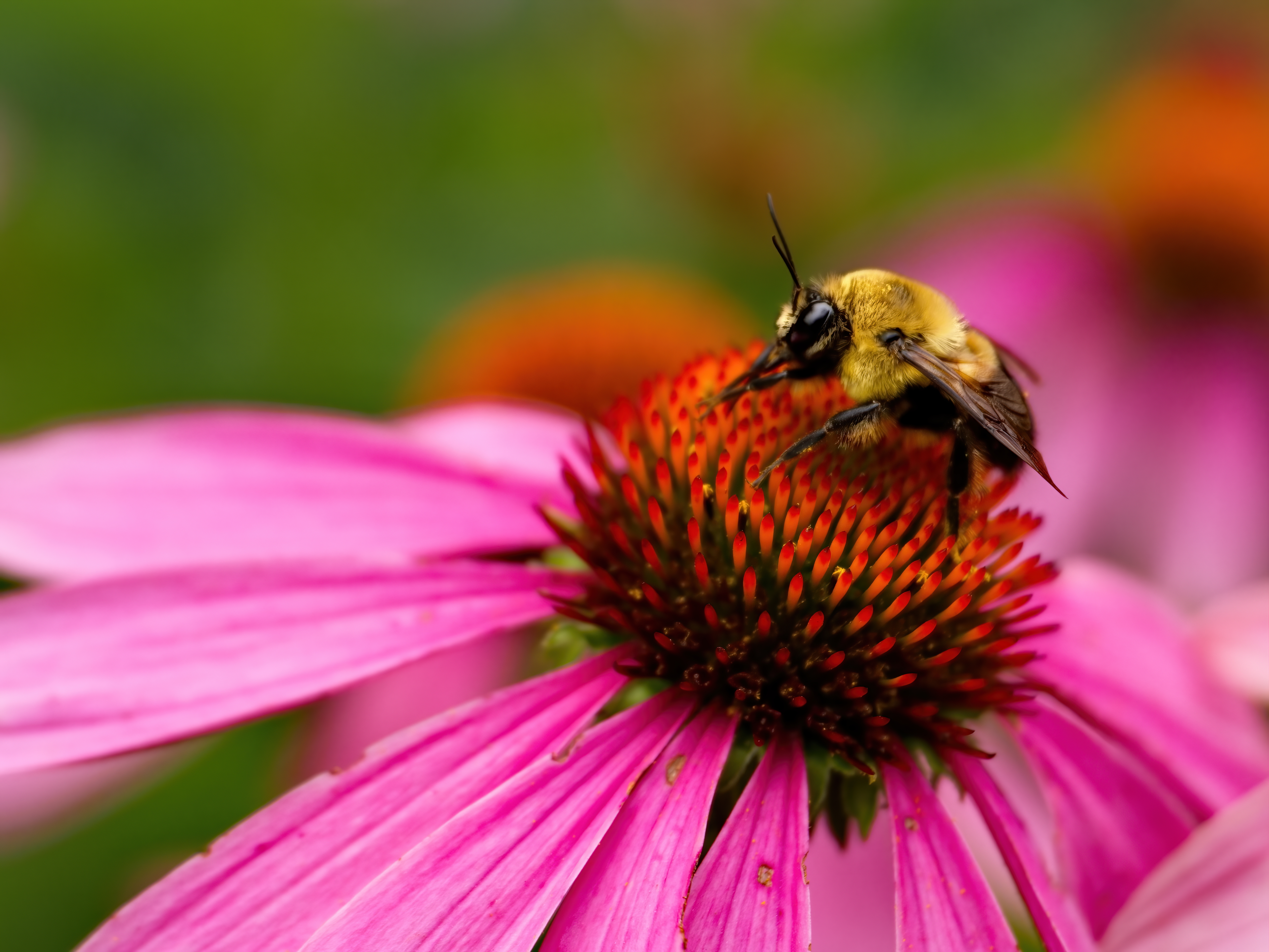 免费照片一只蜜蜂为紫色紫锥菊花授粉
