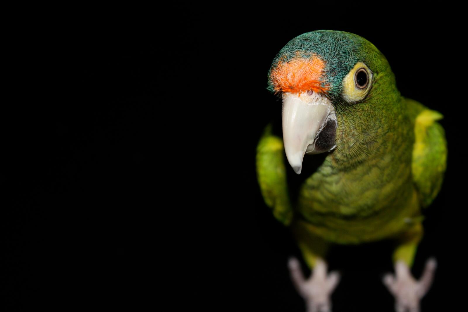 Бесплатное фото Зелёный попугай на чёрном фоне