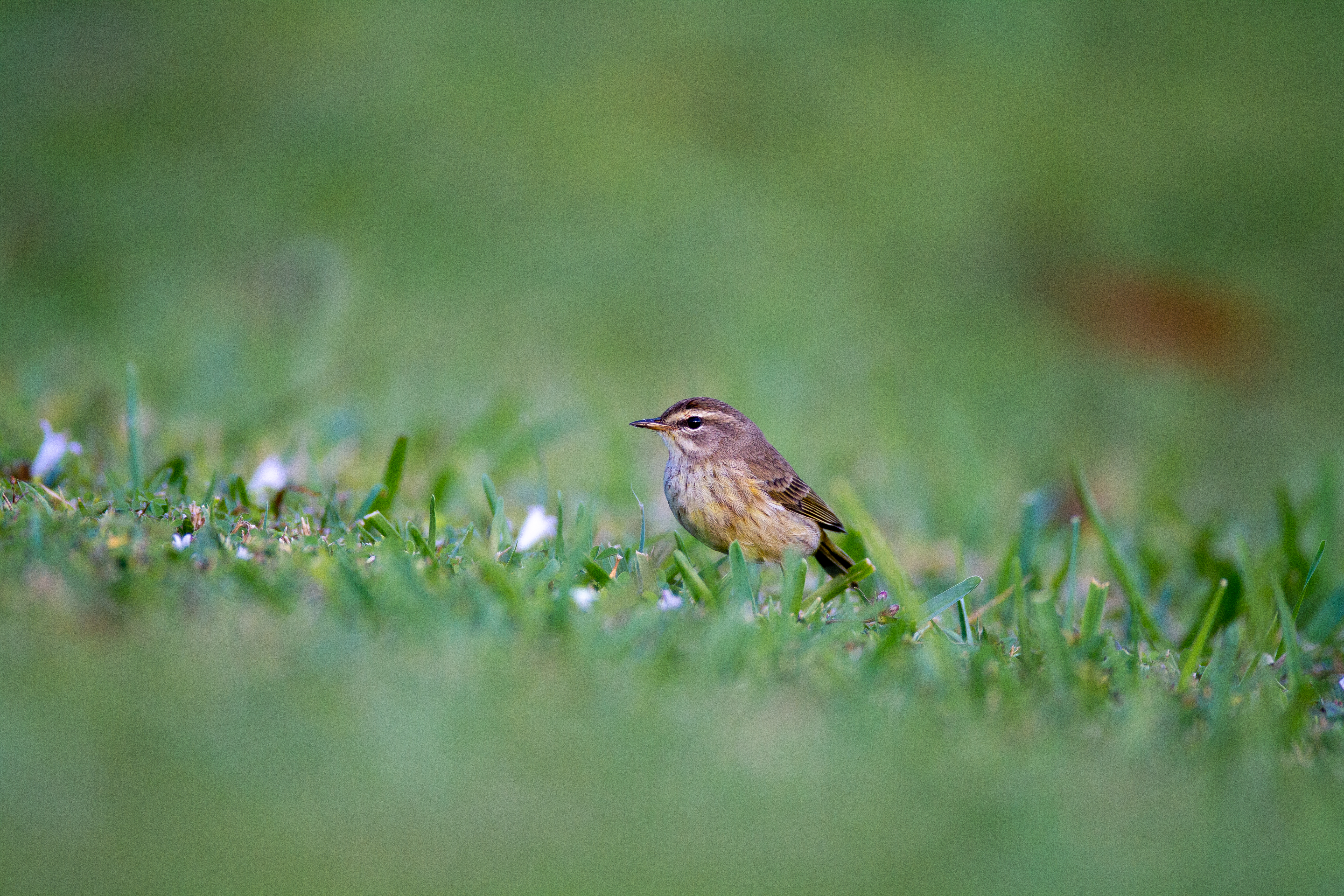 A palm warbler sits on the grass.