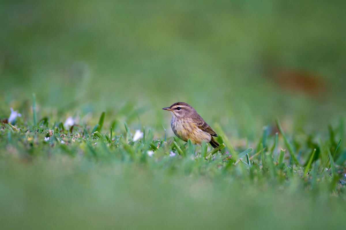 A palm warbler sits on the grass.