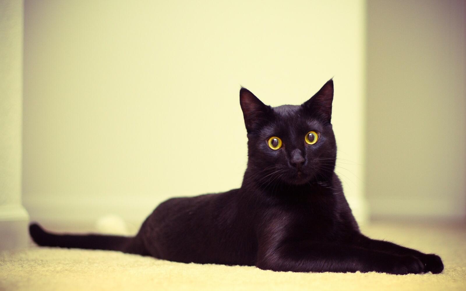 Удивленный черный кот с желтыми глазами