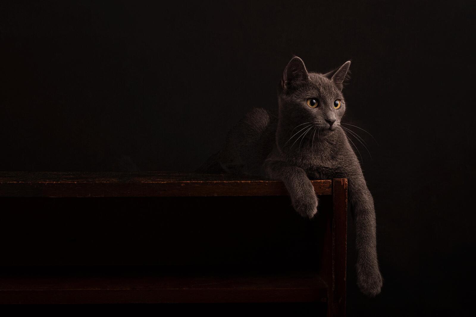 Wallpapers cat lies portrait on the desktop