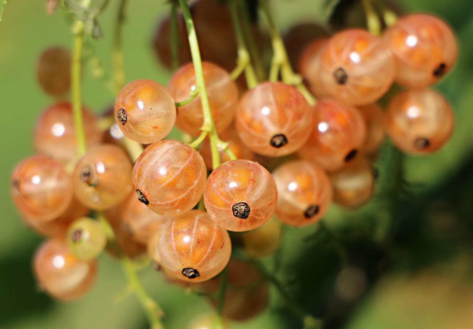 Free photo Currants on a branch close-up