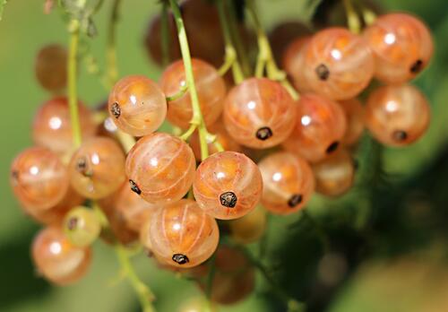 Currants on a branch close-up