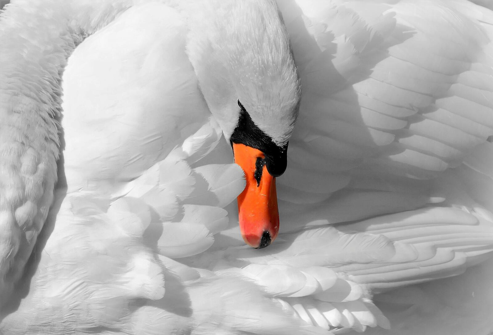 Free photo The graceful White Swan