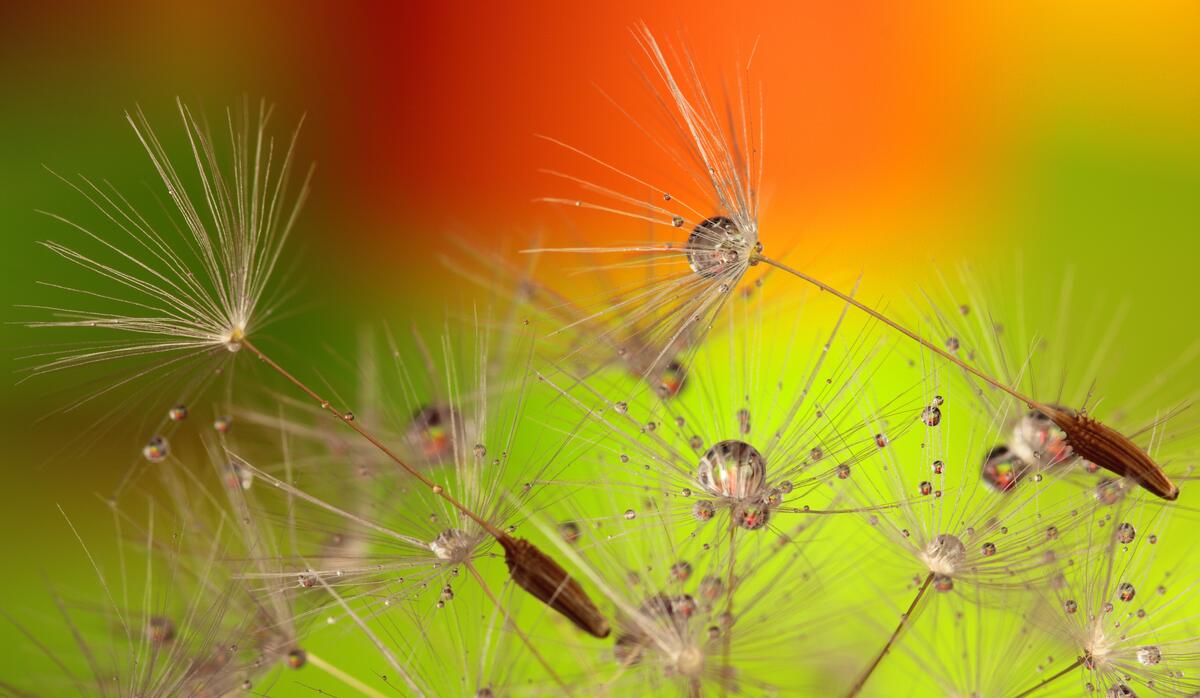 Dandelion seeds in the rain