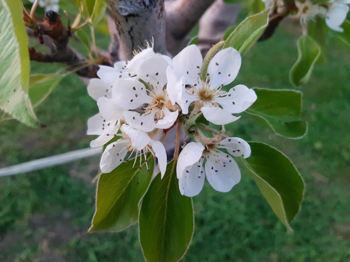 Spring blooming apple tree