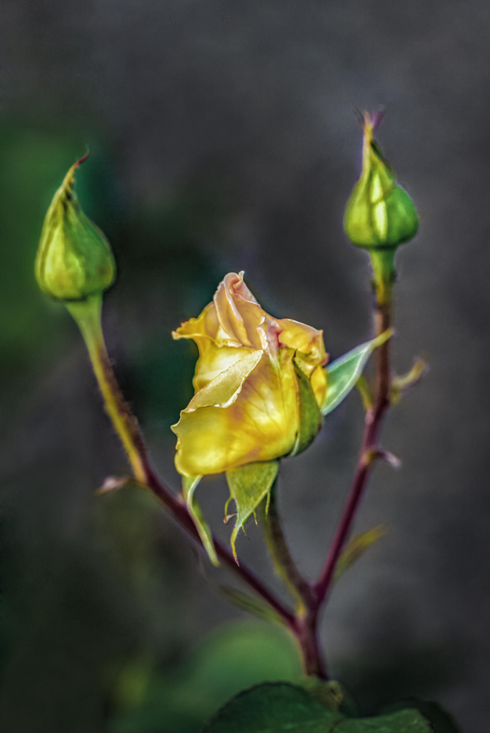免费照片带花蕾的黄玫瑰