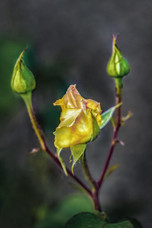 Yellow Rose with buds