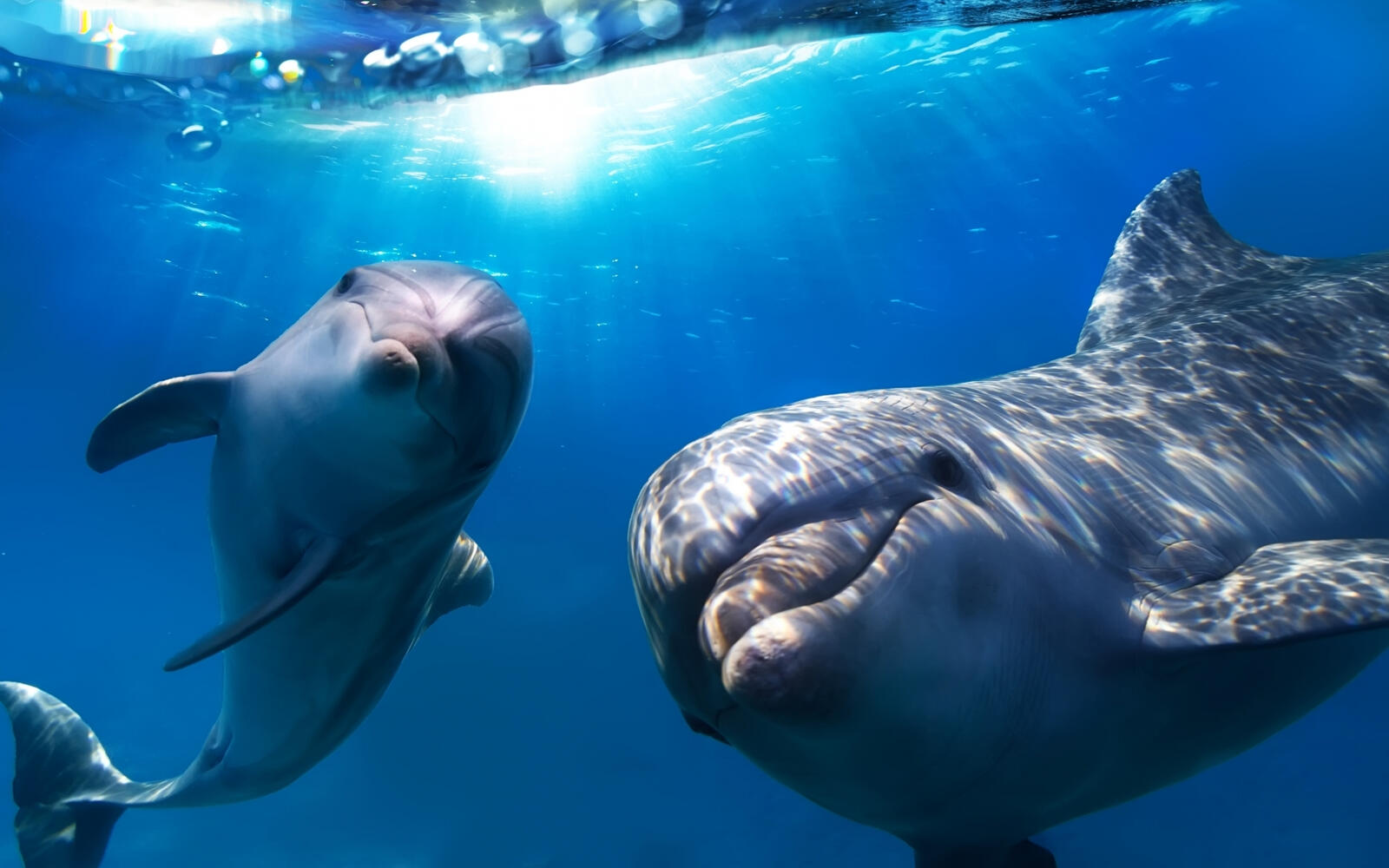 Бесплатное фото Два озорных дельфина позируют фотографу