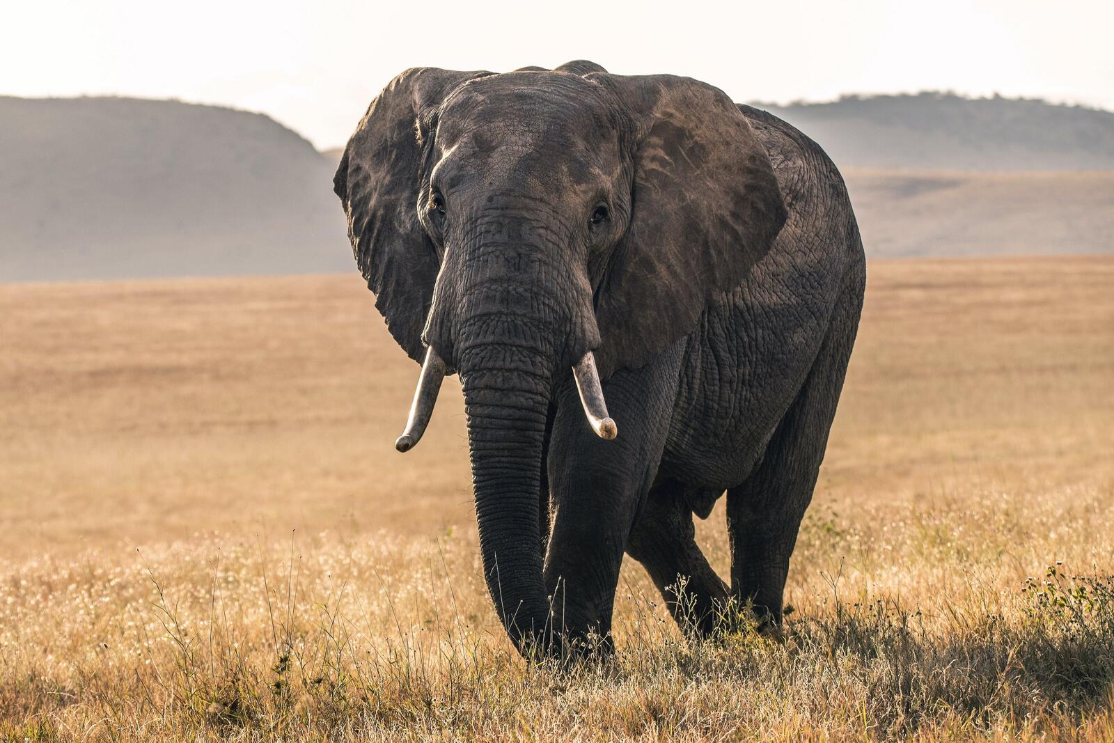 Free photo A picture of an African elephant on a large field
