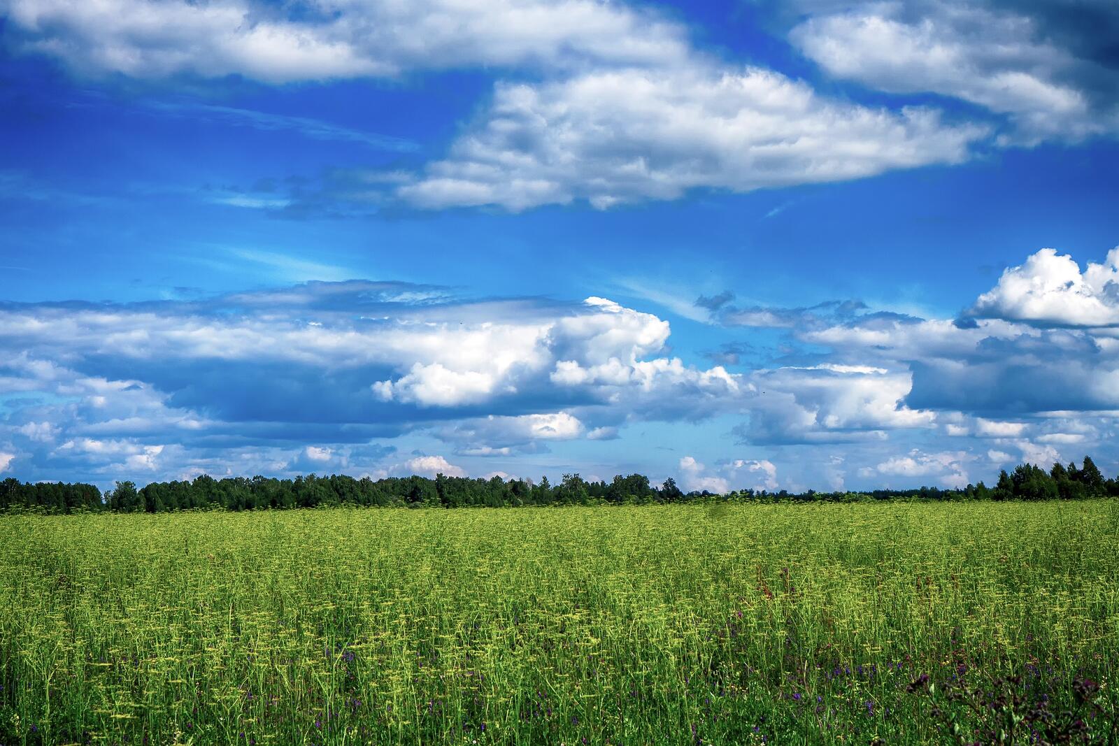 Бесплатное фото Большое поле с зеленой высокой травой