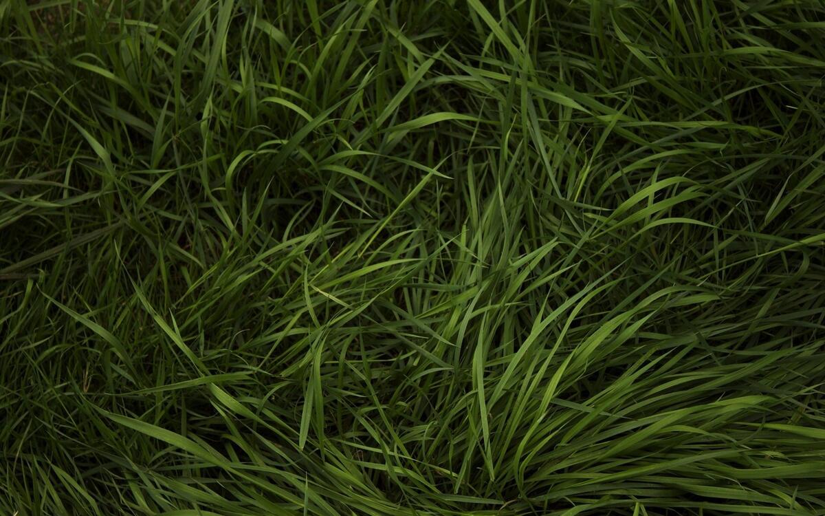Зелёная натуральная трава