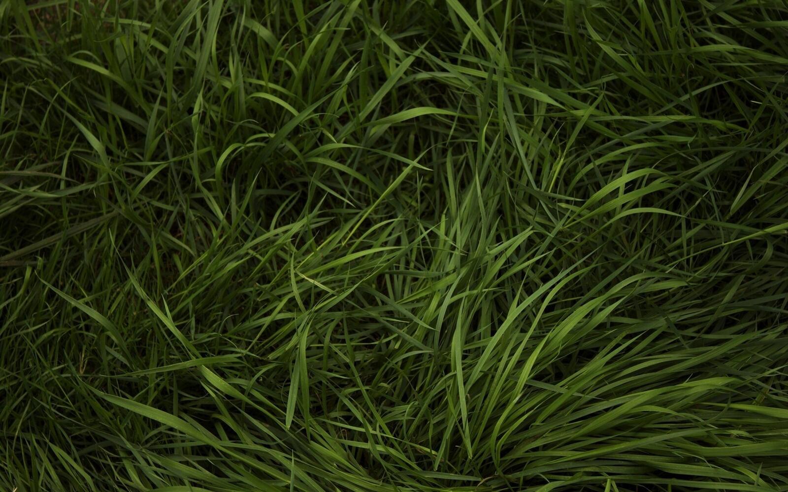 Бесплатное фото Зелёная натуральная трава