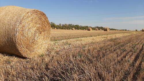 A field with a stack of straw