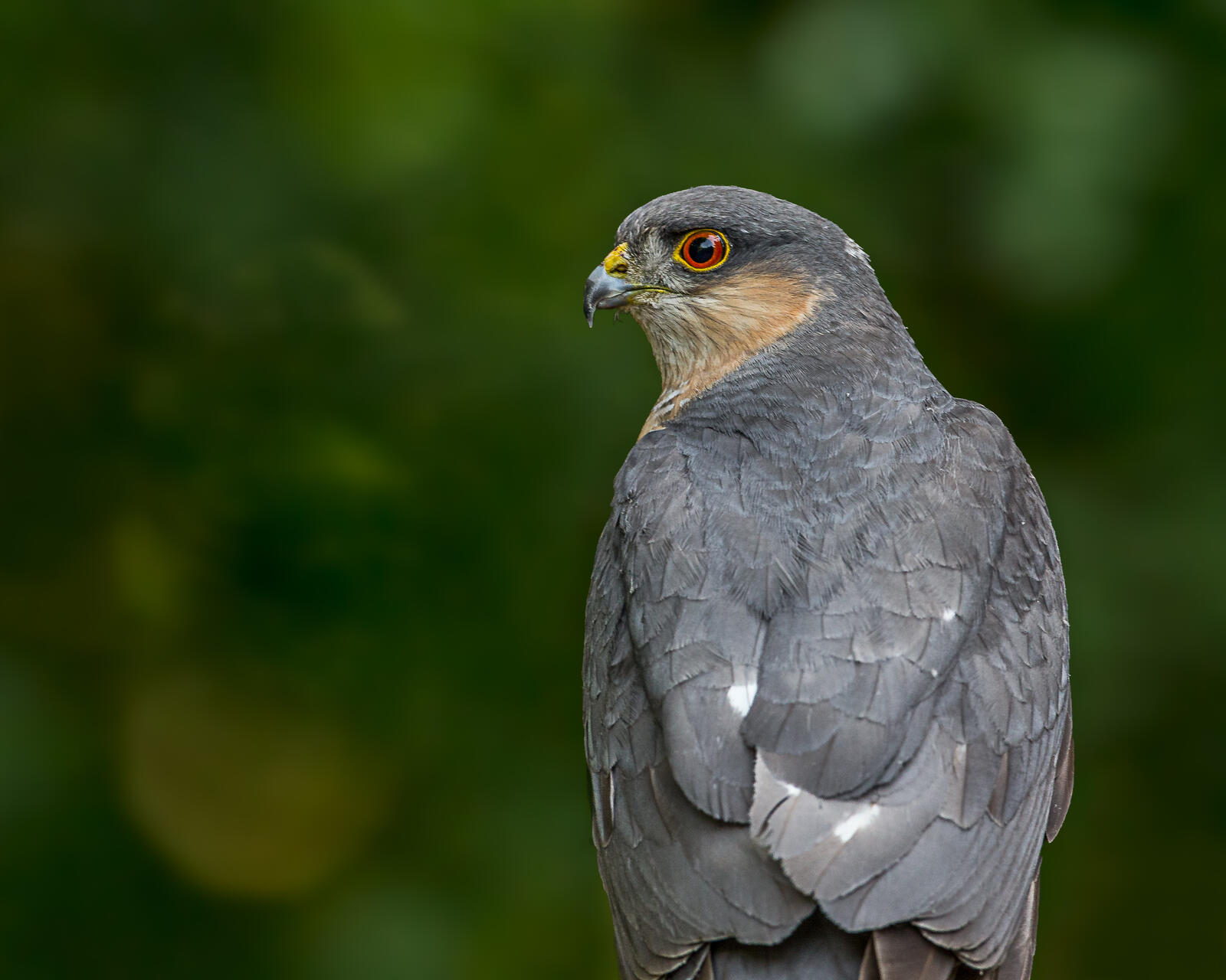 Free photo A sparrowhawk looks at the photographer