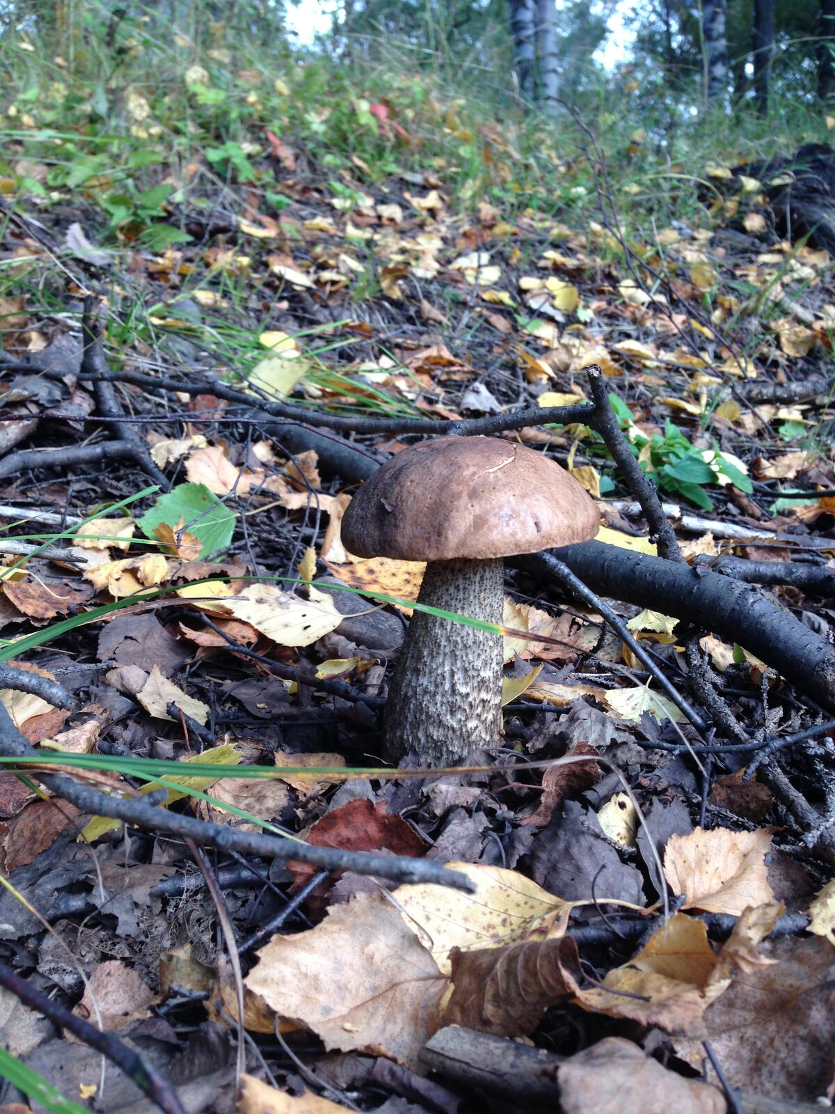 A mushroom in the fall forest
